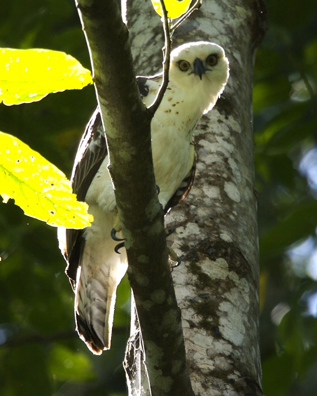 Celebes kuifarend - Nisaetus lanceolatus