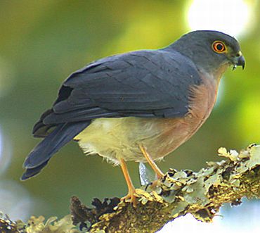 Celebes dwergsperwer - Accipiter nanus