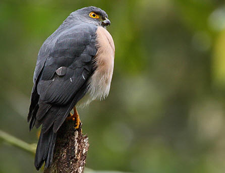 Celebes dwergsperwer - Accipiter nanus