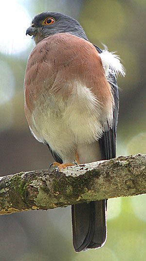 Celebes dwergsperwer - Accipiter nanus