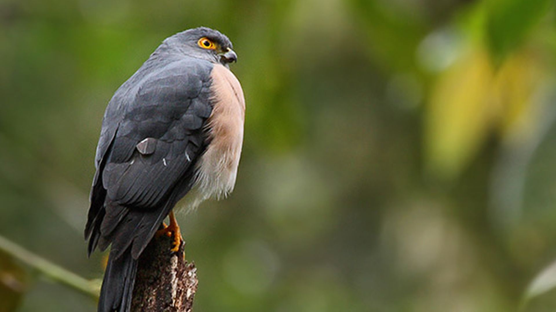 Celebes dwergsperwer - Accipiter nanus