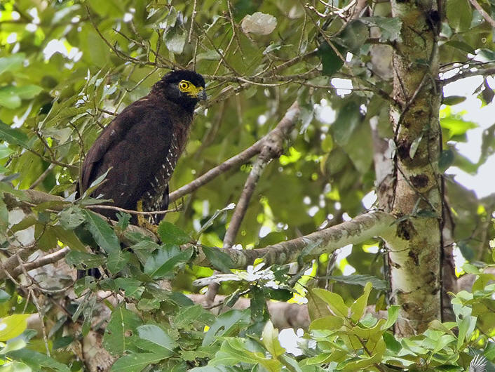 Celebes-slangenarend - Spilornis rufipectus