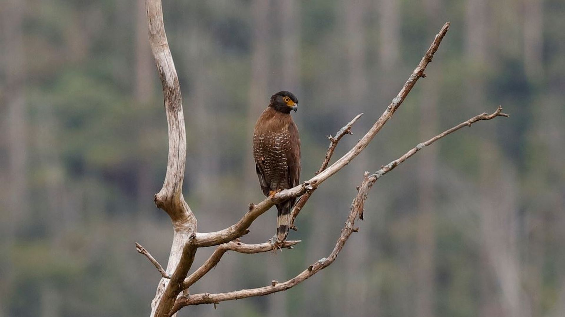 Celebes-slangenarend - Spilornis rufipectus