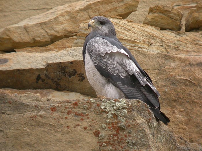 Grijze arendbuizerd - Geranoaetus melanoleucus