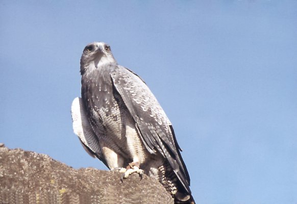 Grijze arendbuizerd - Geranoaetus melanoleucus