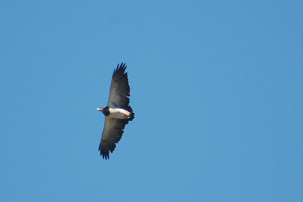 Grijze arendbuizerd - Geranoaetus melanoleucus