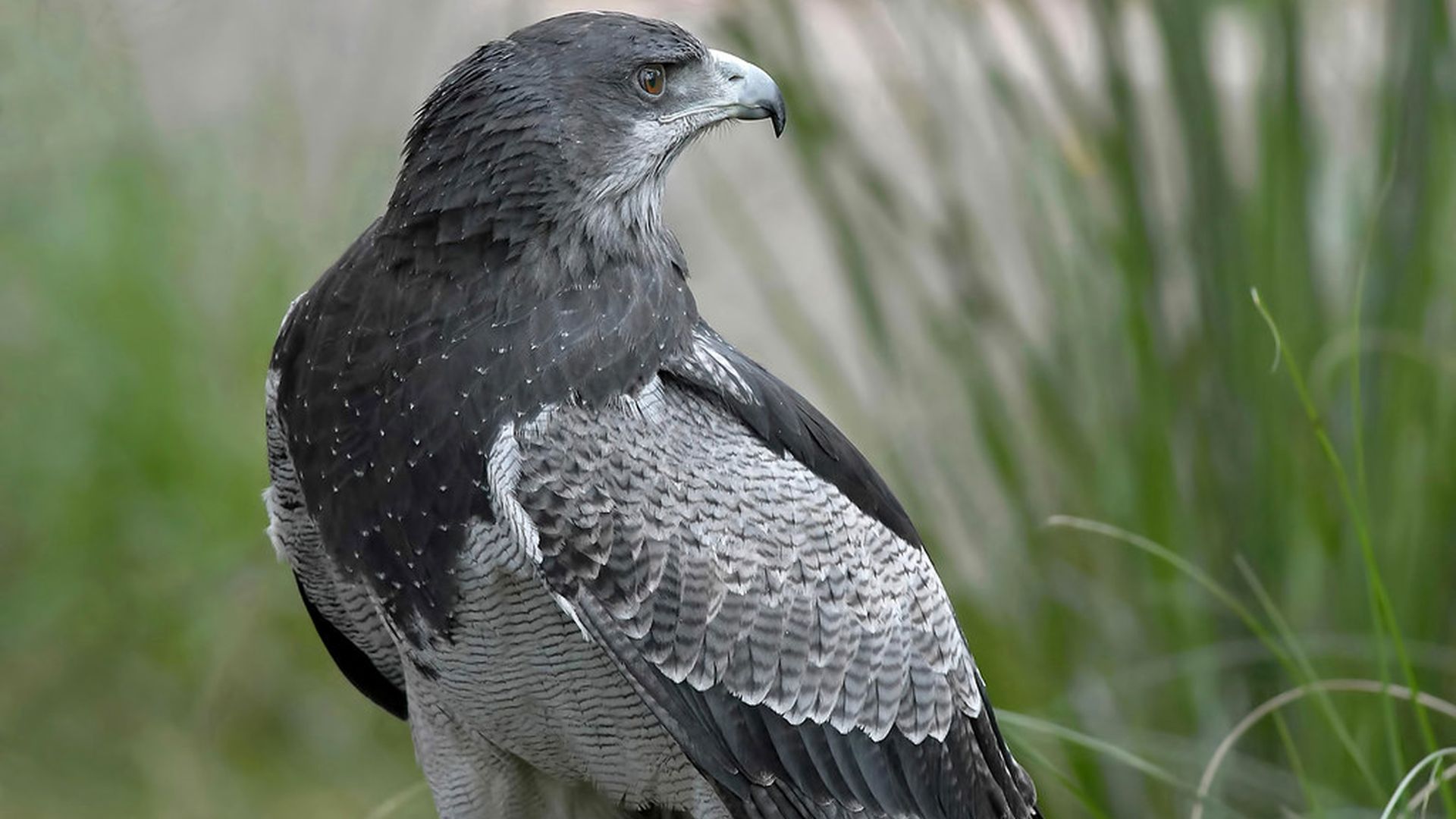 Chili arend - Geranoaetus melanoleucu