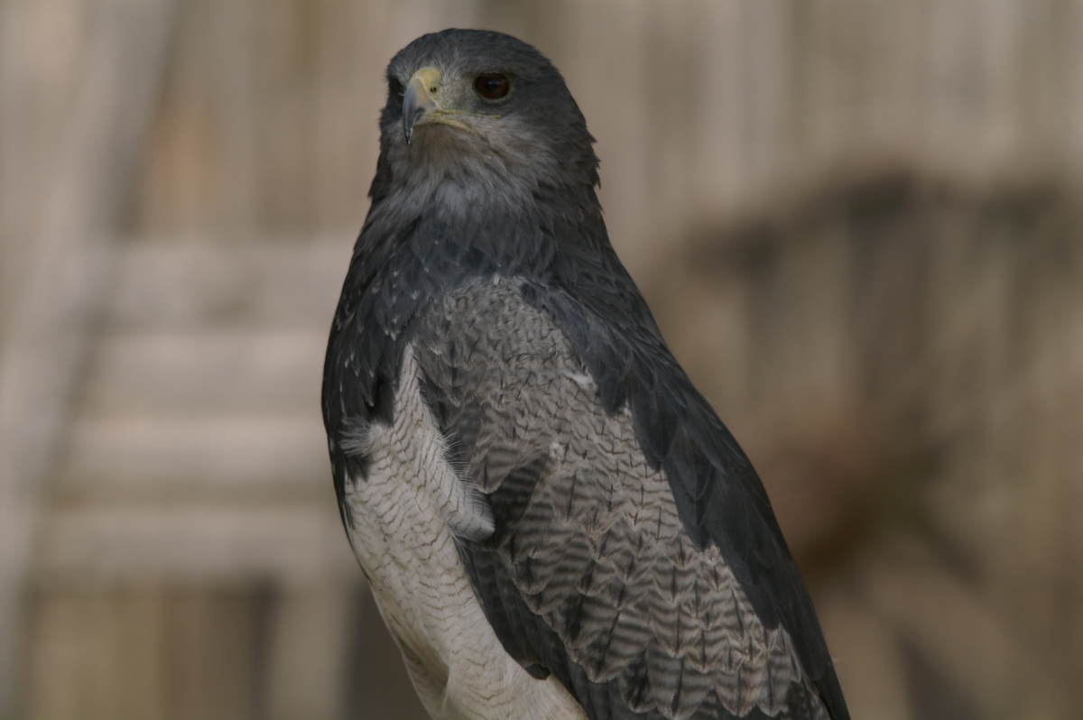 Grijze arendbuizerd - Geranoaetus melanoleucus