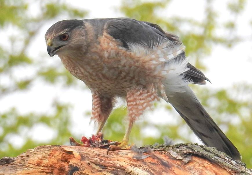 Coopers sperwer - Accipiter cooperii