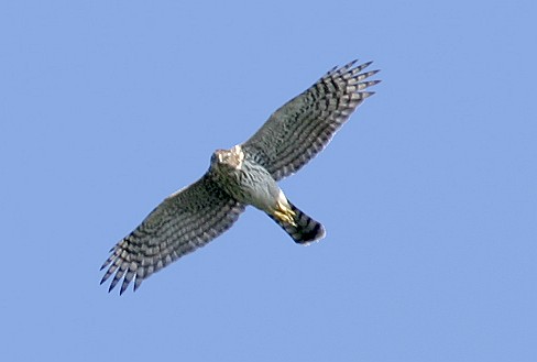 Coopers sperwer - Accipiter cooperii