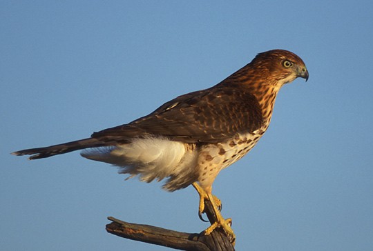 Coopers sperwer - Accipiter cooperii