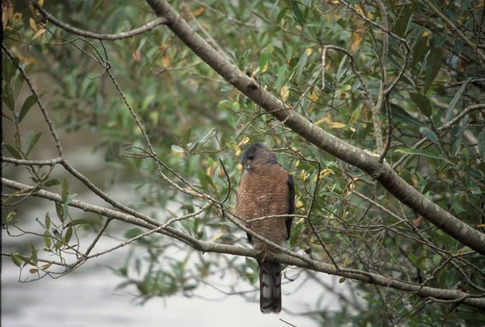 Coopers sperwer - Accipiter cooperii