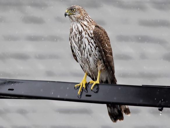 Coopers sperwer - Accipiter cooperii