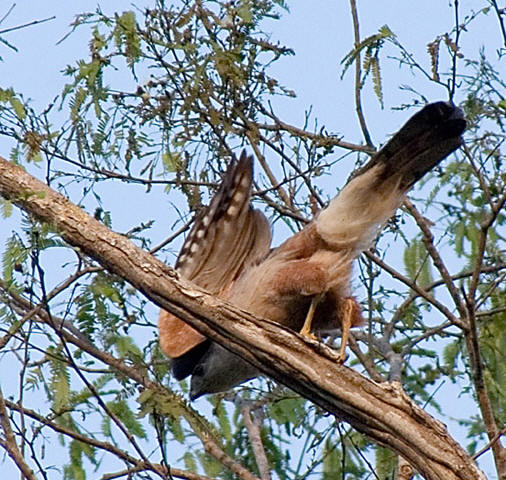 Cubaanse sperwer - Accipiter gundlachi