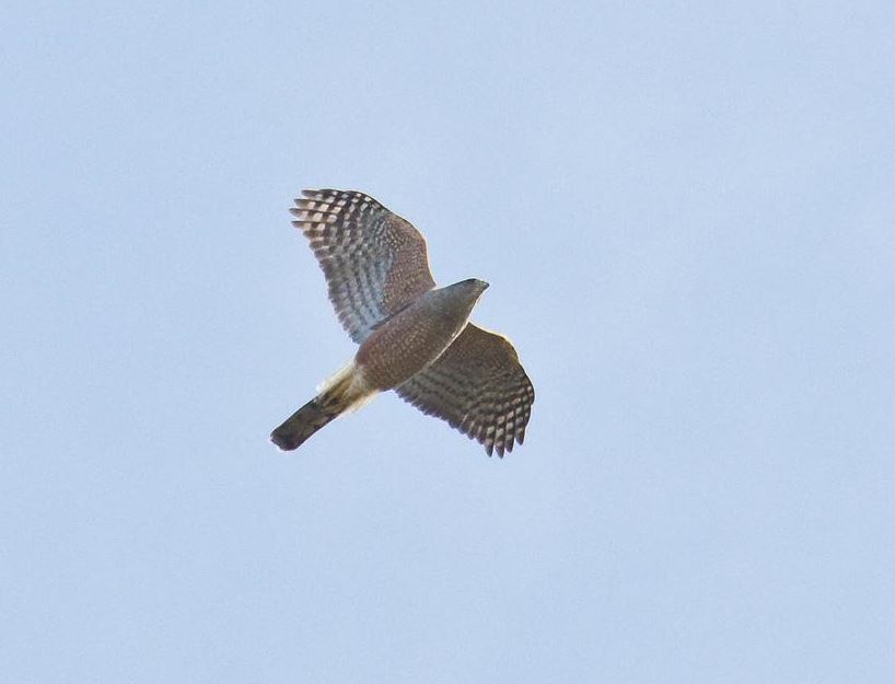 Cubaanse sperwer - Accipiter gundlachi