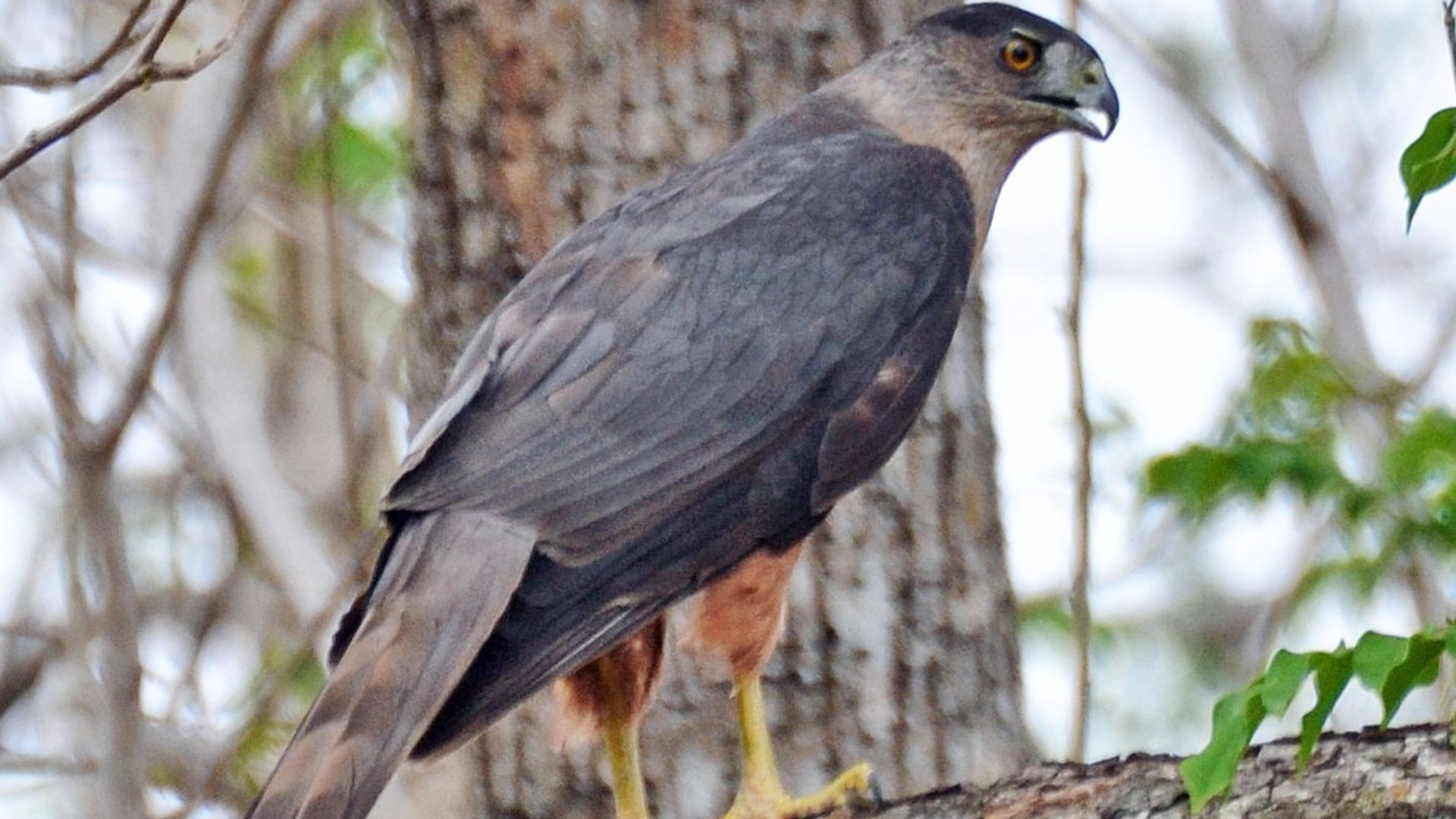 Cubaanse sperwer - Accipiter gundlachi