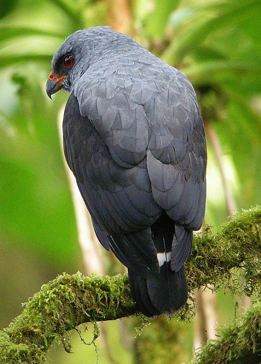 Donkergrijze buizerd - Cryptoleucopteryx plumbea