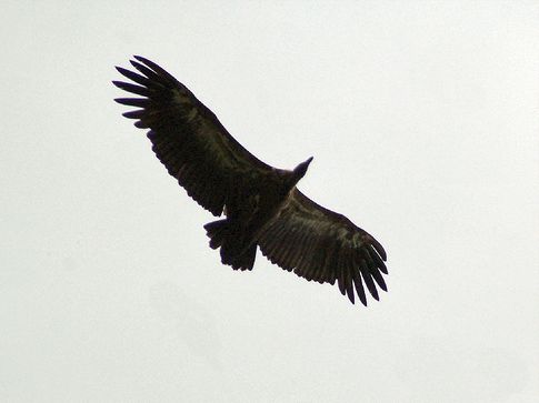 Dunsnavelgier - Gyps tenuirostris