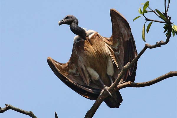 Dunsnavelgier - Gyps tenuirostris