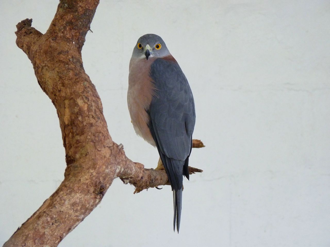 Fijihavik - Accipiter rufitorques