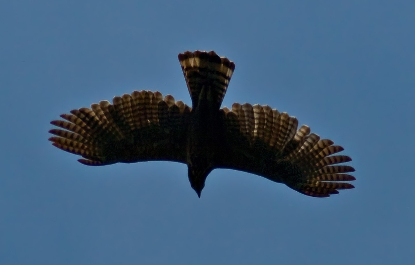 Noord-Filippijnse kuifarend - Nisaetus philippensis