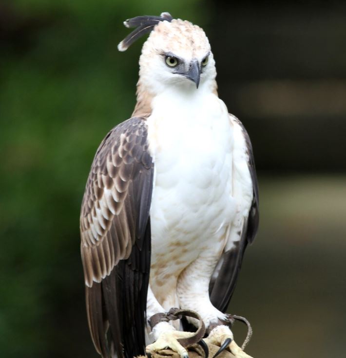 Noord-Filippijnse kuifarend - Nisaetus philippensis