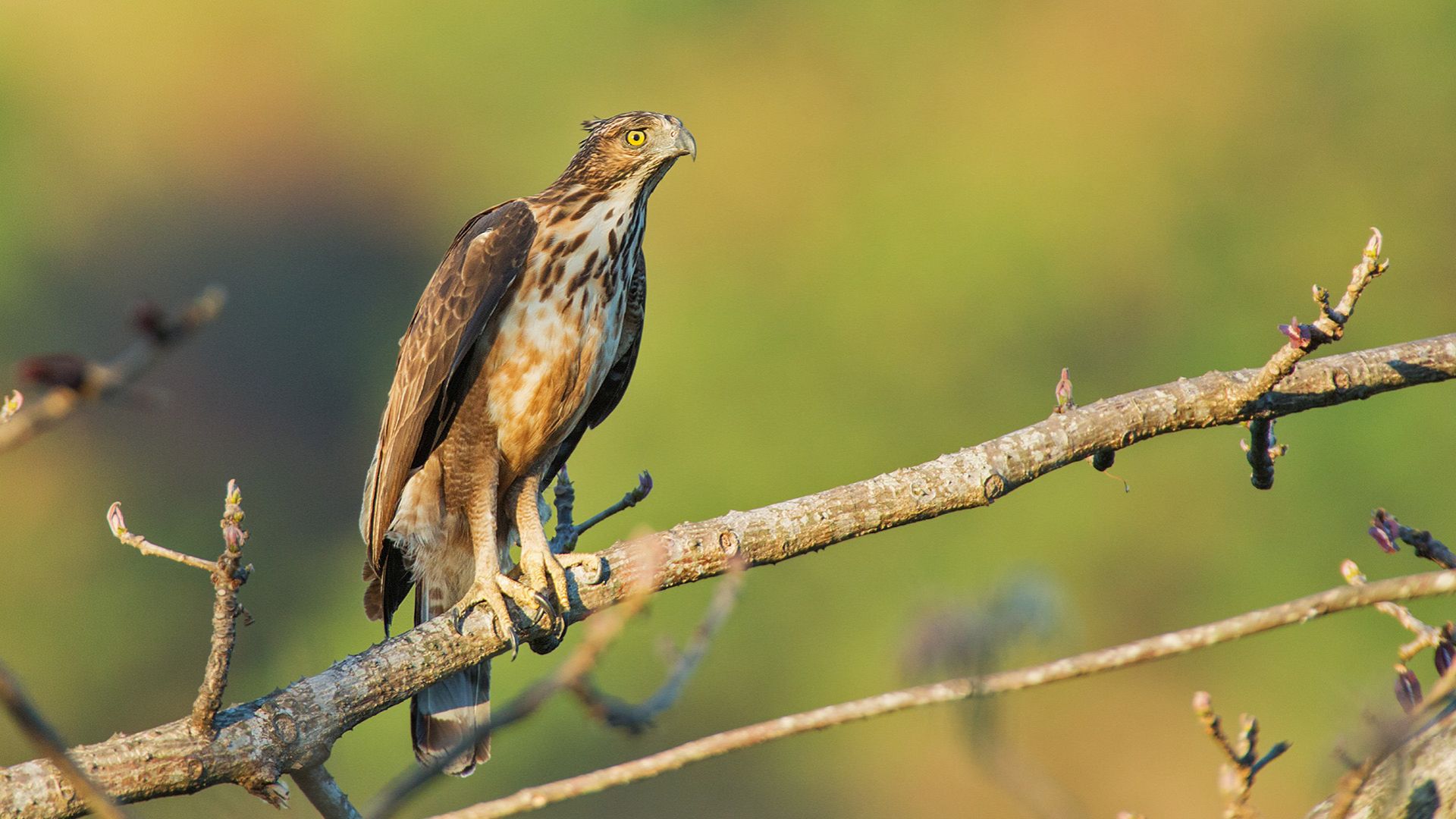 Filippijnse kuifarend - Nisaetus philippensis