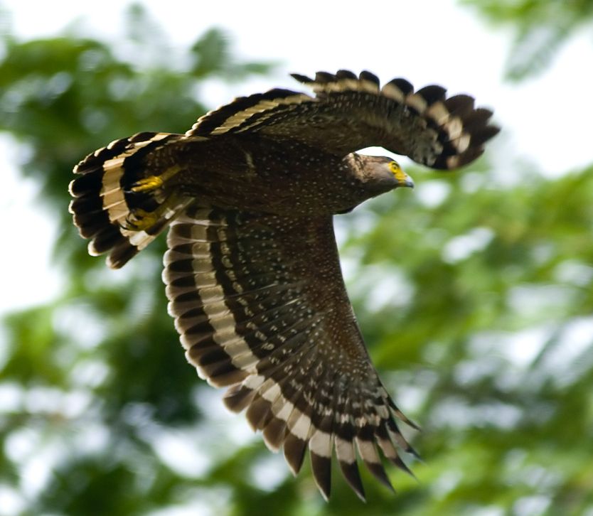 Filippijnse slangenarend - Spilornis holospilus