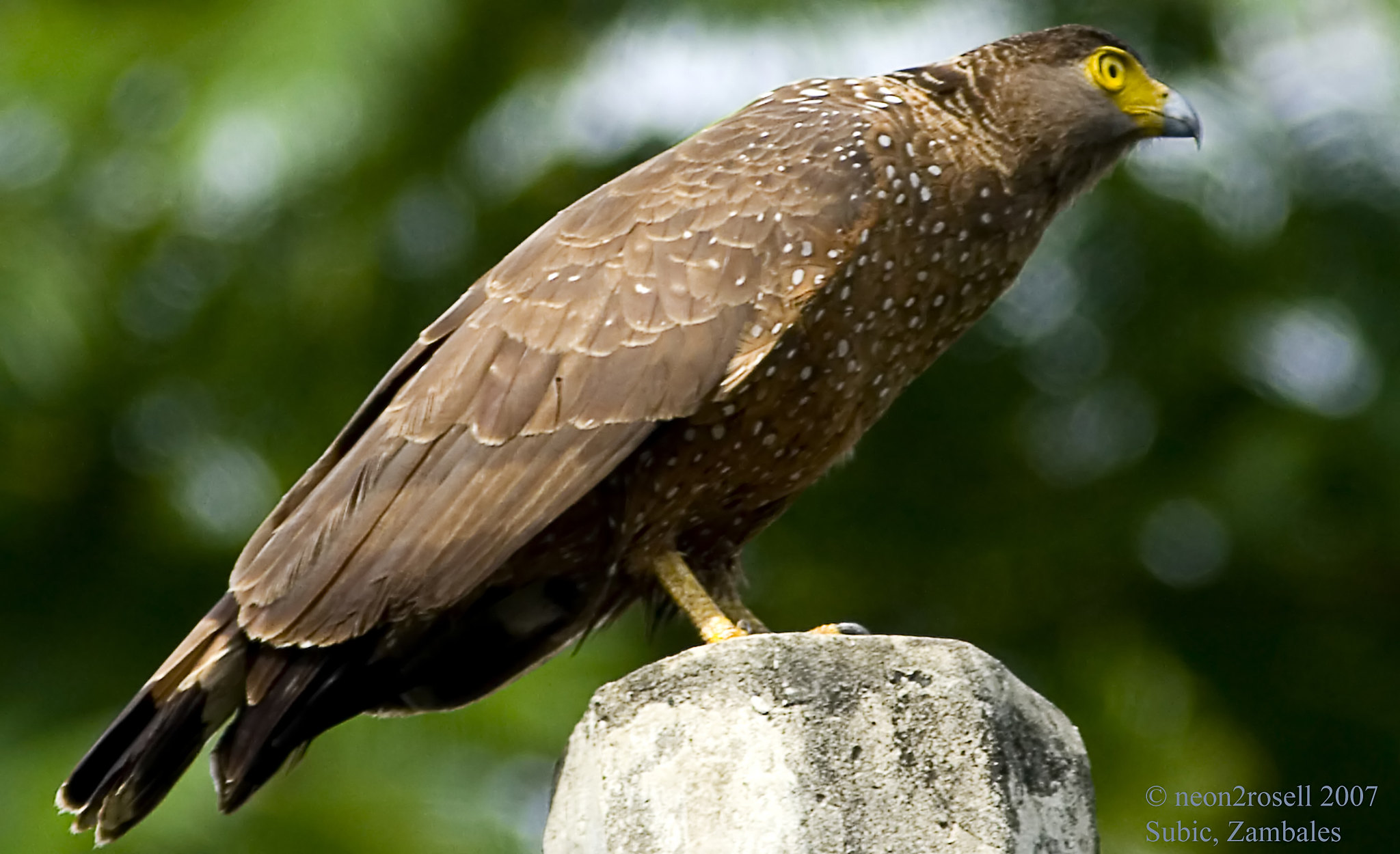 Filippijnse slangenarend - Spilornis holospilus