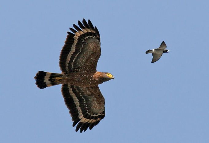 Filippijnse slangenarend - Spilornis holospilus