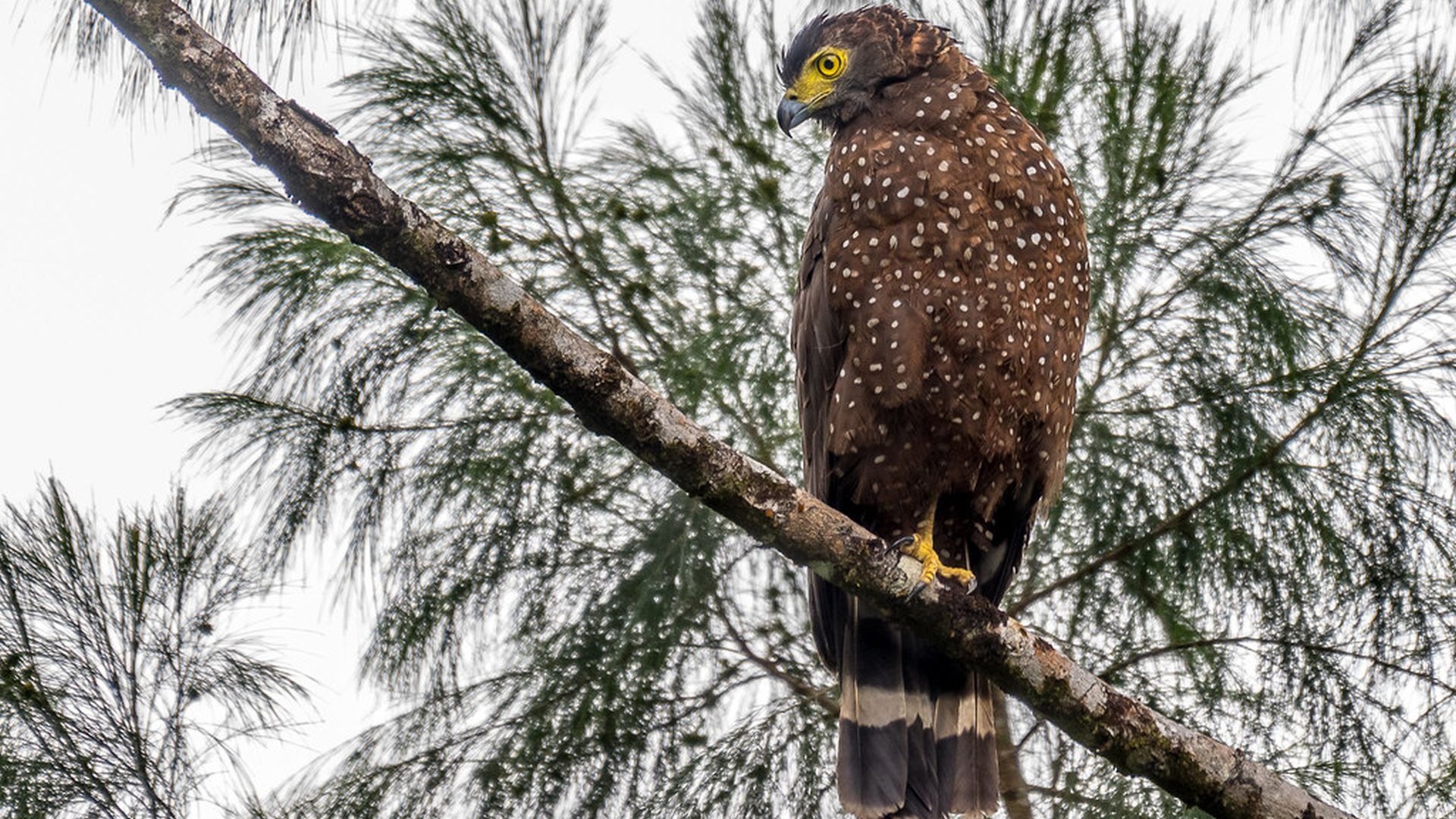 Filippijnse slangenarend - Spilornis holospilus