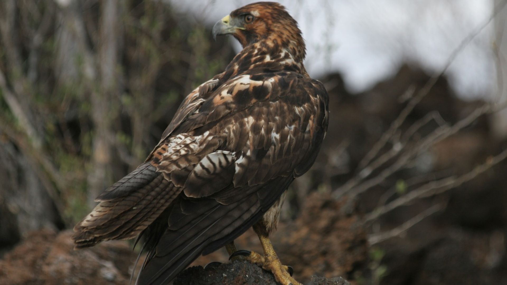 Galapagosbuizerd - Buteo galapagoensis