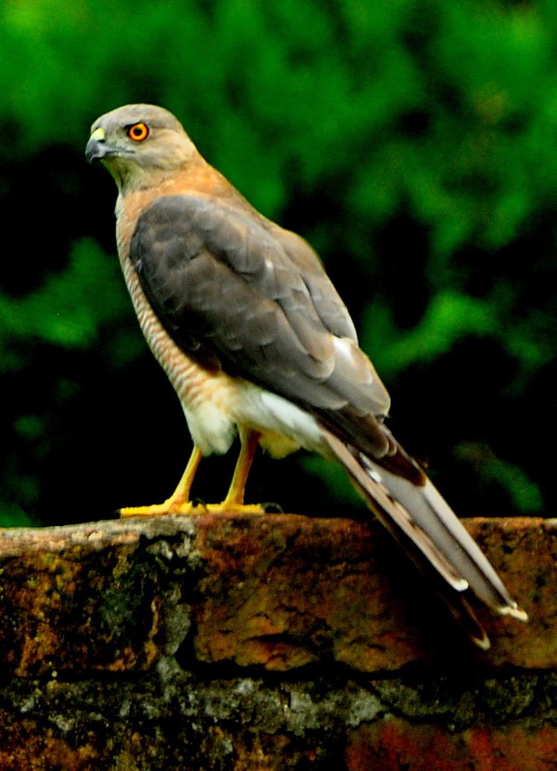 Grauwe sperwer - Accipiter luteoschistaceus