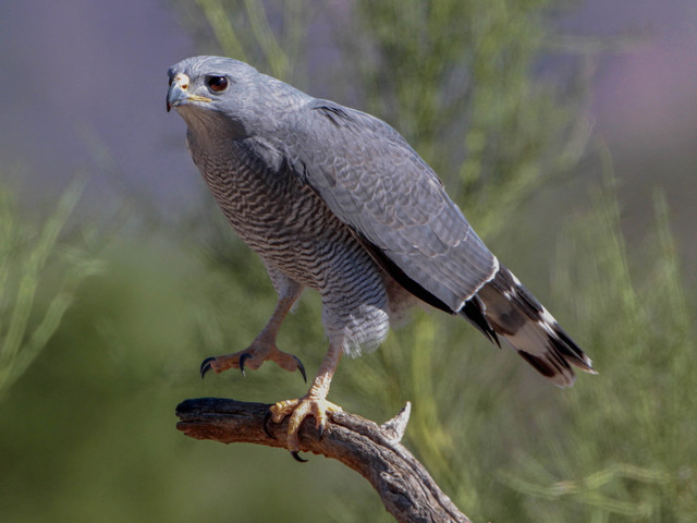 Grijsgestreepte buizerd - Buteo nitidus