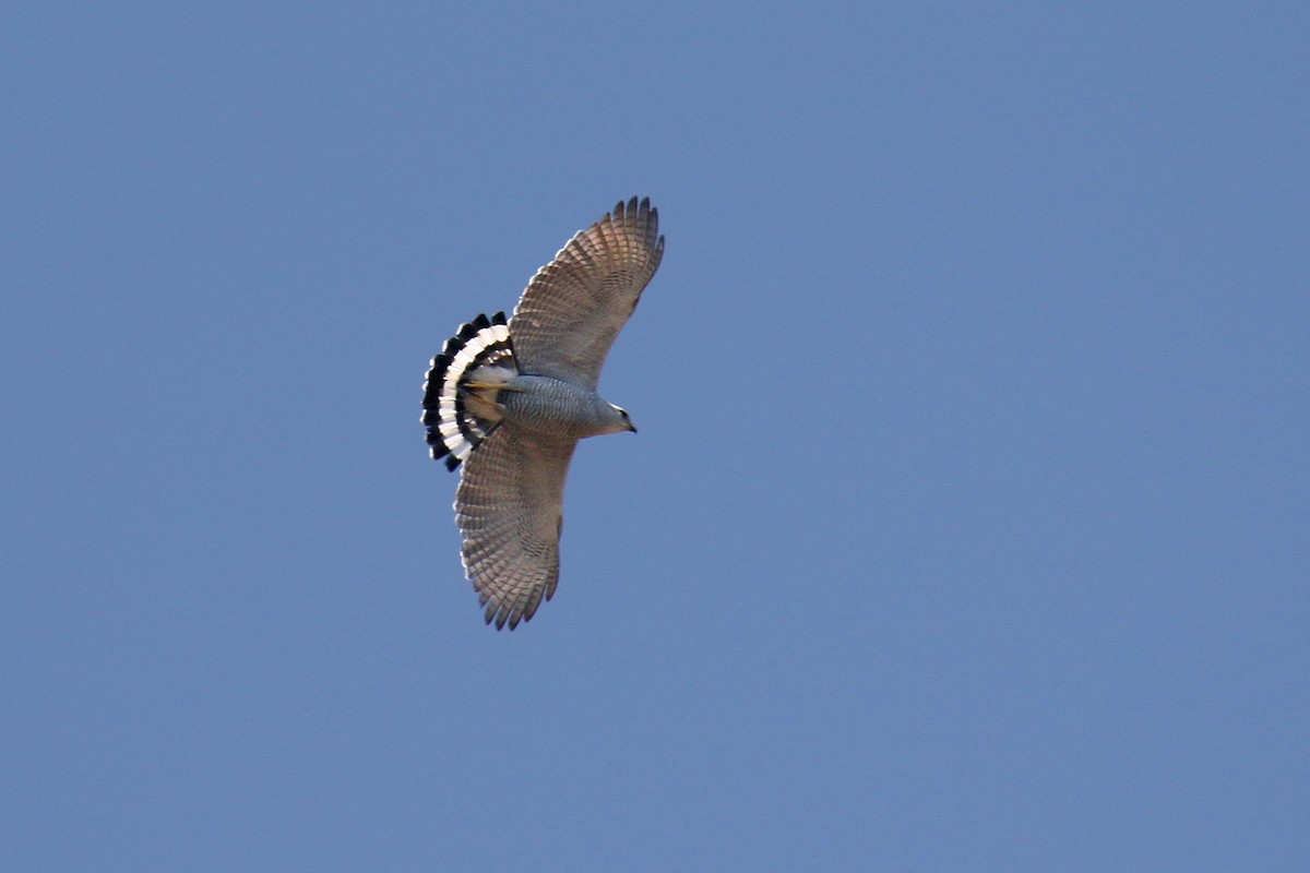 Grijsgestreepte buizerd - Buteo nitidus