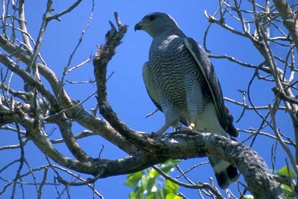 Grijsgestreepte buizerd - Buteo nitidus