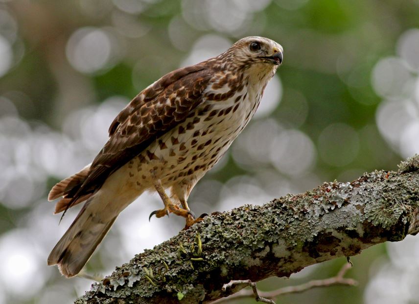 Grijsgestreepte buizerd - Buteo nitidus