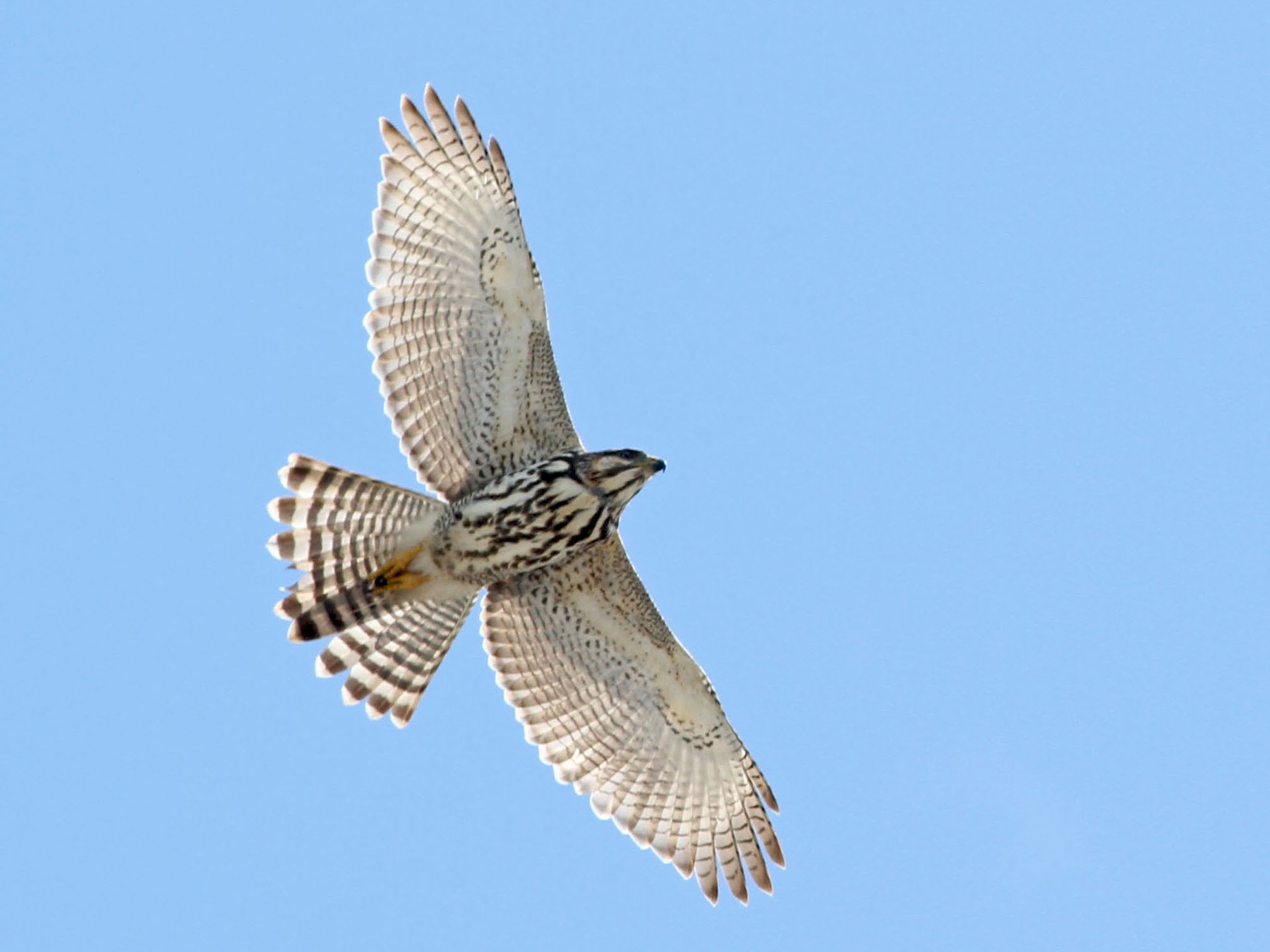 Grijsgestreepte buizerd - Buteo nitidus