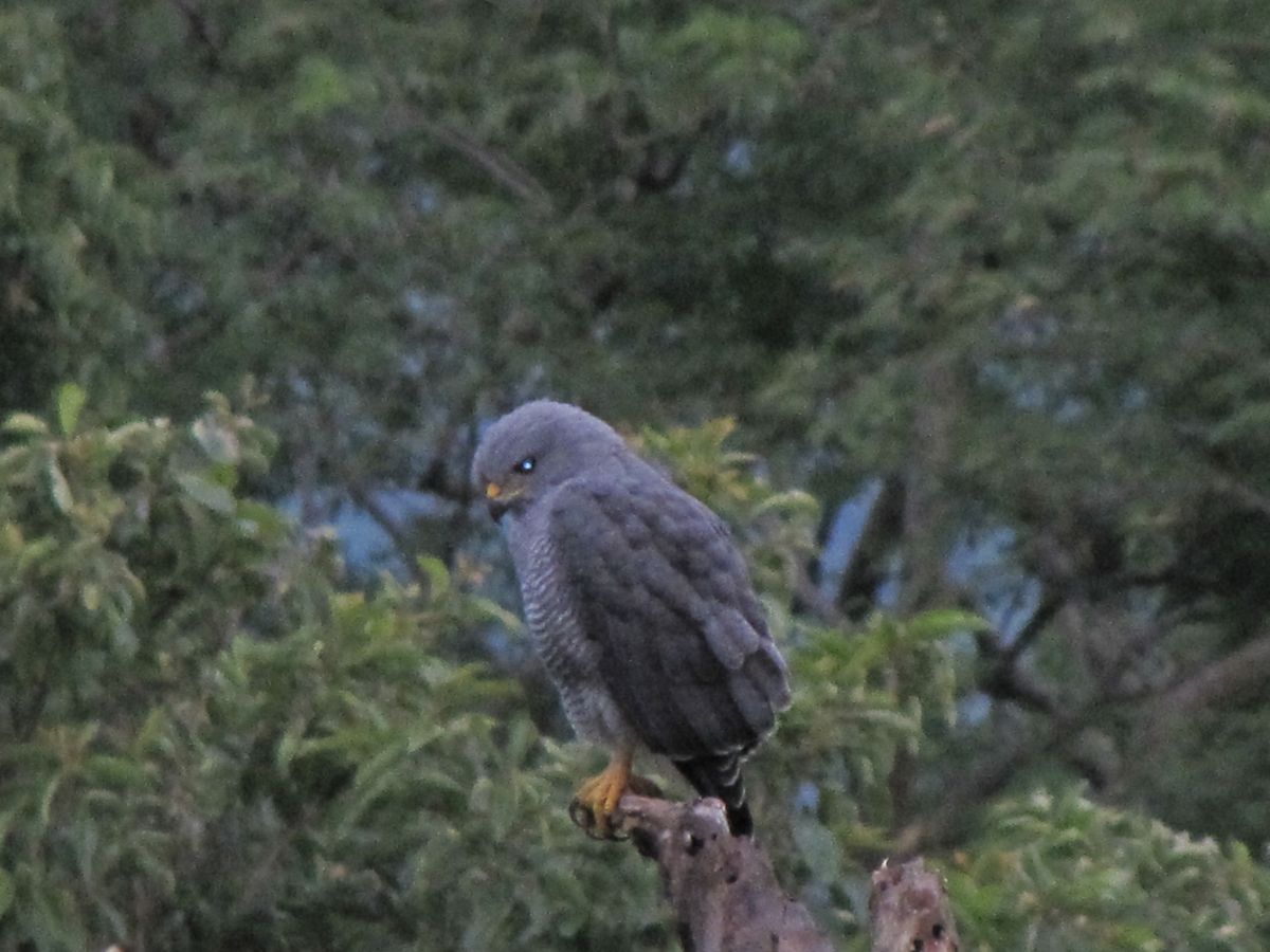 Grijsgestreepte buizerd - Buteo nitidus