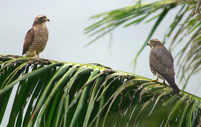 Grijskopbuizerd - Butastur indicus