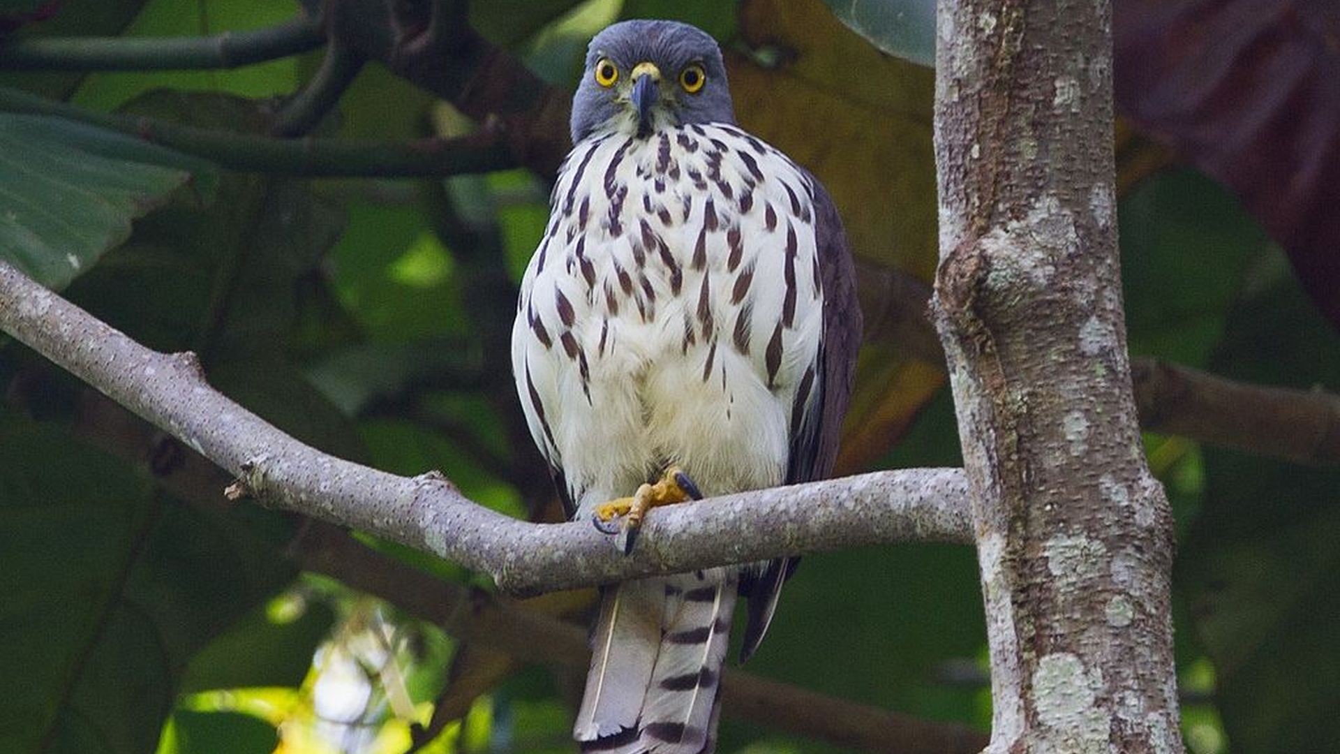 Grijskophavik - Accipiter griseiceps