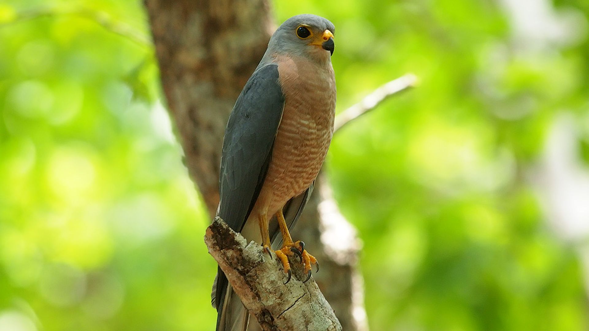 Grijs-rode havik - Accipiter hiogaster