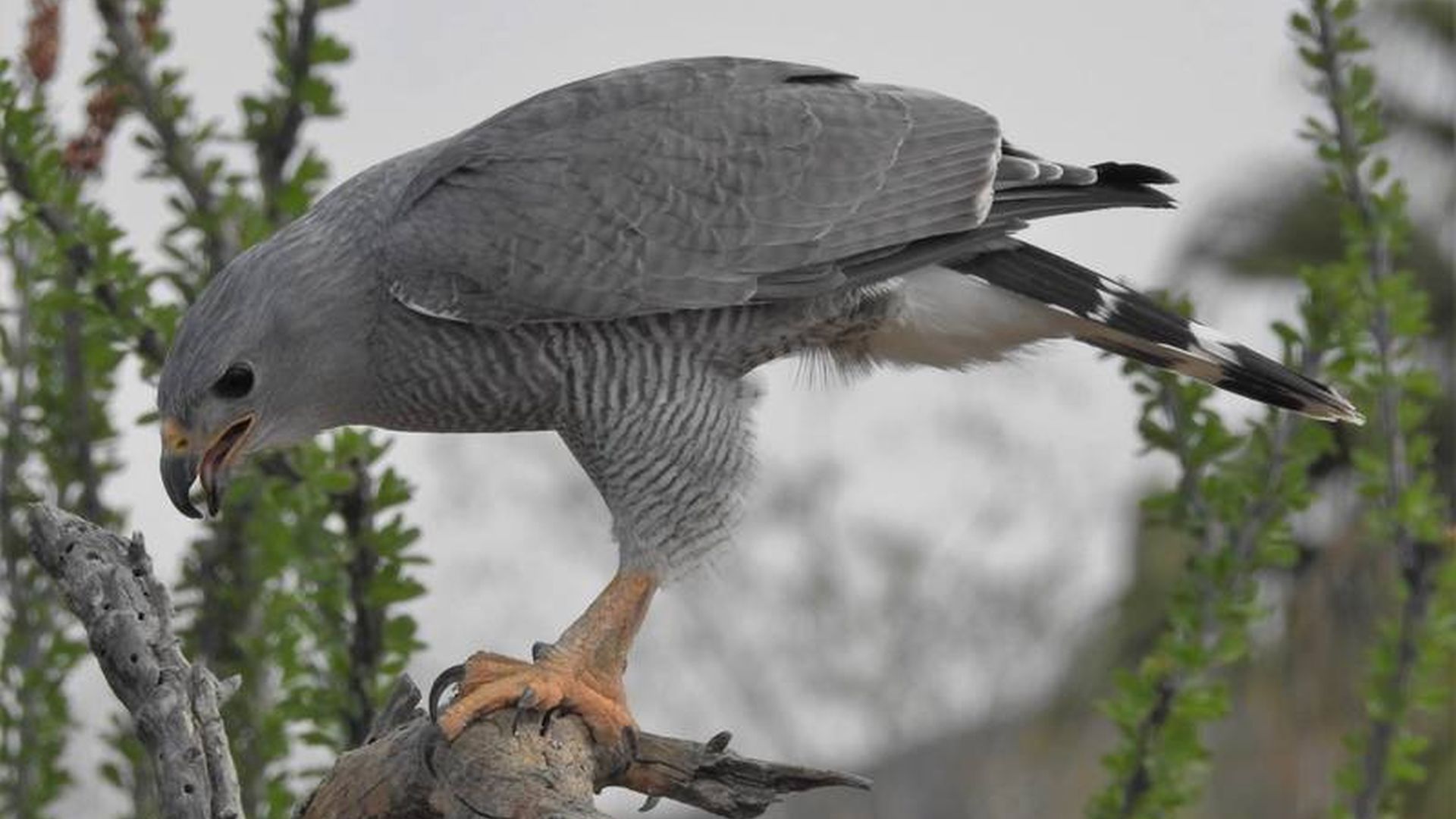 Grijze Buizerd - Buteo plagiatus