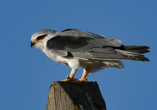 Grijze wouw - Elanus caeruleus