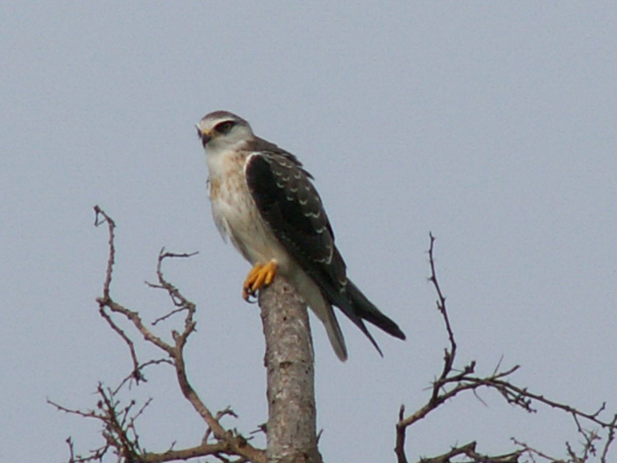 Grijze wouw - Elanus caeruleus