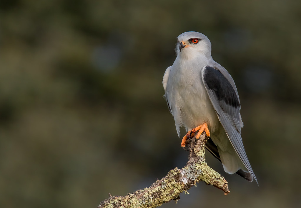 Grijze wouw - Elanus caeruleus