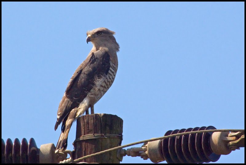 Grijze slangenarend - Circaetus fasciolatus