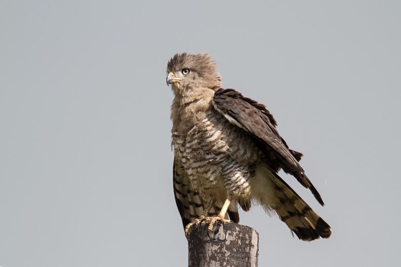 Grijze slangenarend - Circaetus fasciolatus