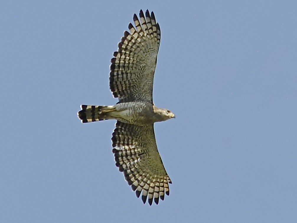 Grijze slangenarend - Circaetus fasciolatus