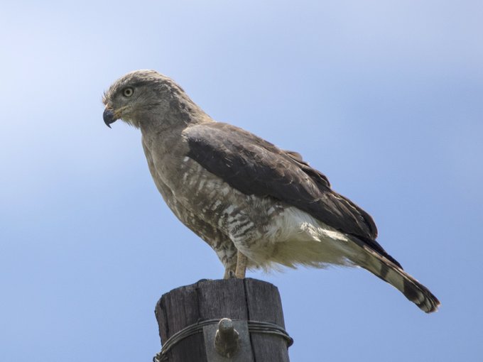 Grijze slangenarend - Circaetus fasciolatus